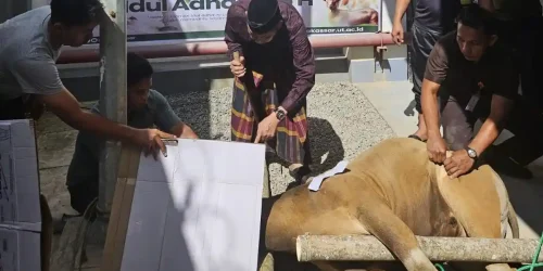 Semangat Berkurban, UT Makassar Laksanakan Penyembelihan Hewan Qurban di Kantor UT Makassar